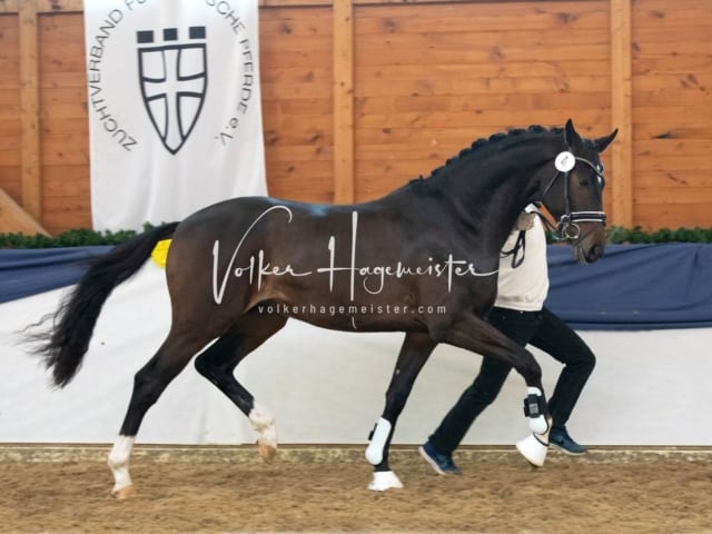 ZfdP Körung Samstag 7