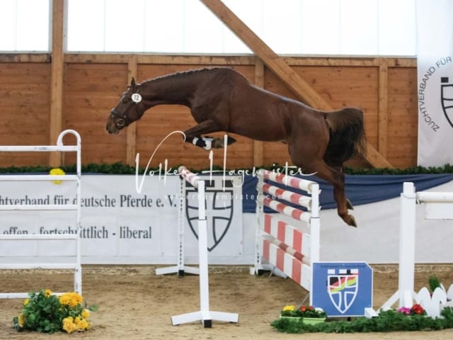 ZfdP Körung Samstag 8