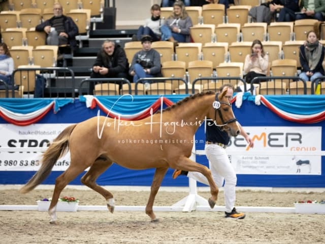 Impressionen PSB Körung Samstag 1