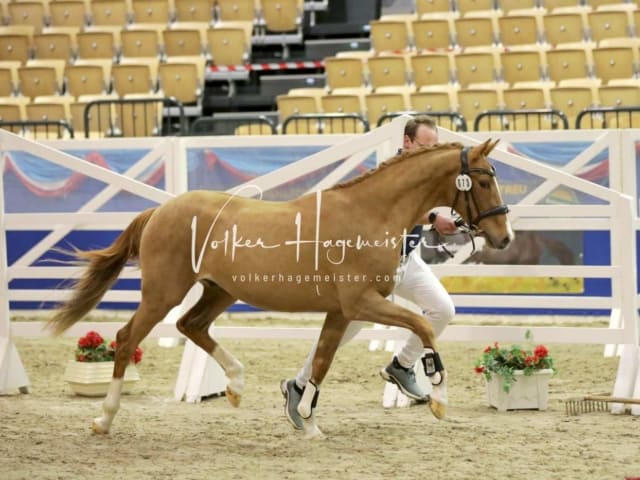 Impressionen PSK Körung Freitag 2