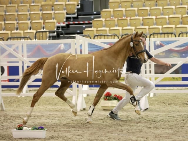Impressionen PSK Körung Freitag 3
