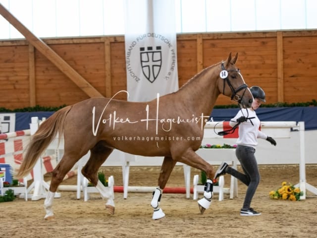 ZfdP Körung Freitag 2