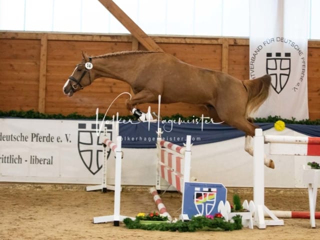 ZfdP Körung Freitag 3