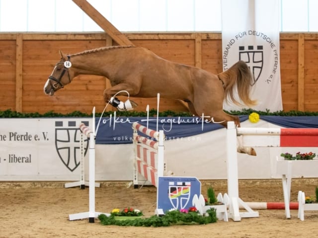 ZfdP Körung Freitag 4