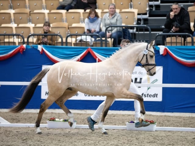 Impressionen PSB Körung Samstag 2