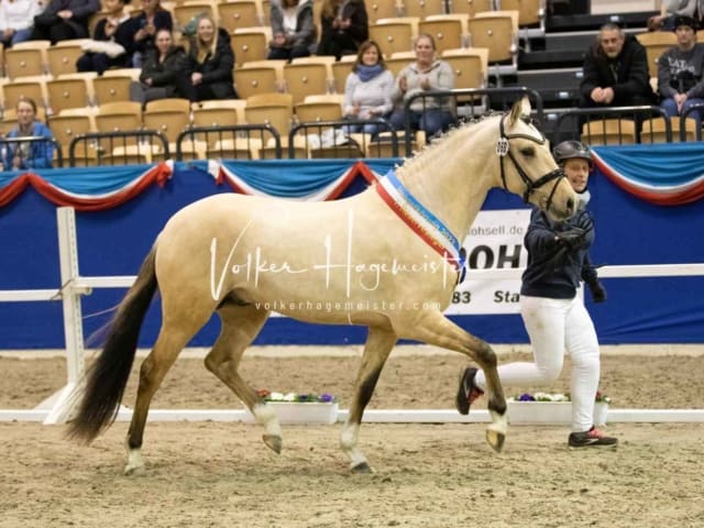 Impressionen PSB Körung Samstag 3