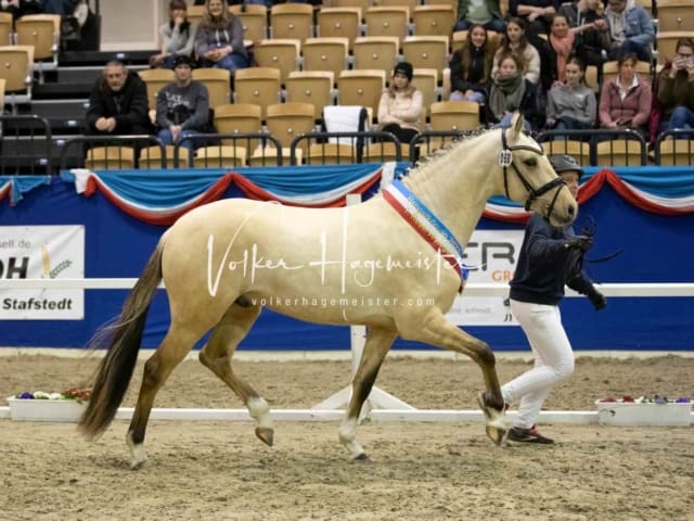 Impressionen PSB Körung Samstag 4
