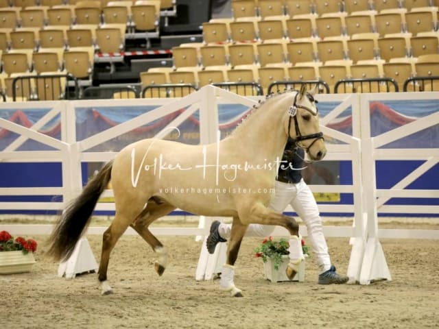 Impressionen PSK Körung Freitag 4