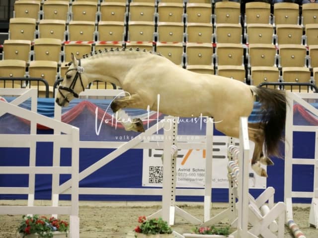 Impressionen PSK Körung Freitag 5