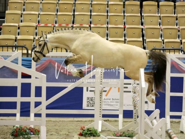 Impressionen PSK Körung Freitag 6