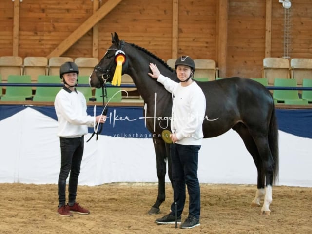 ZfdP Körung Samstag 11