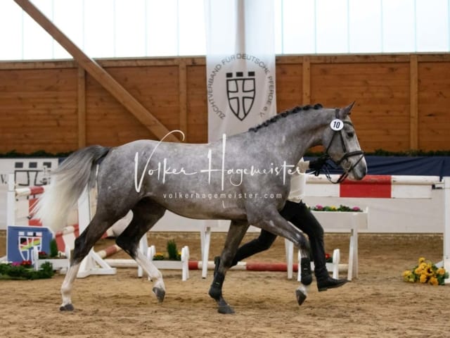 ZfdP Körung Samstag 13