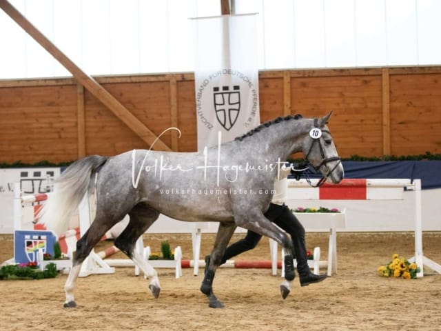 ZfdP Körung Freitag 6
