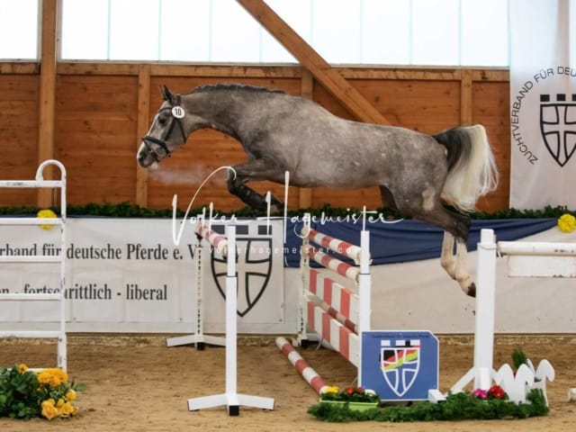 ZfdP Körung Samstag 14