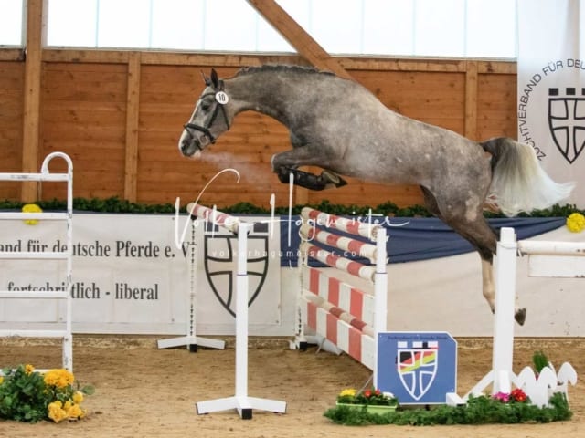 ZfdP Körung Samstag 15