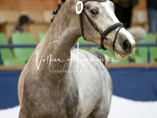 ZfdP Körung Samstag 16