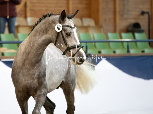 ZfdP Körung Samstag 17
