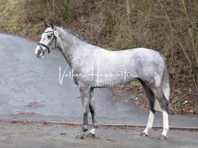 ZfdP Körung Freitag 5