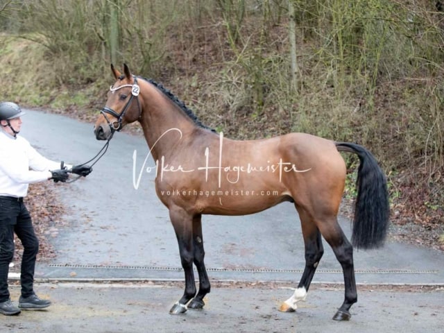 ZfdP Körung Freitag 7