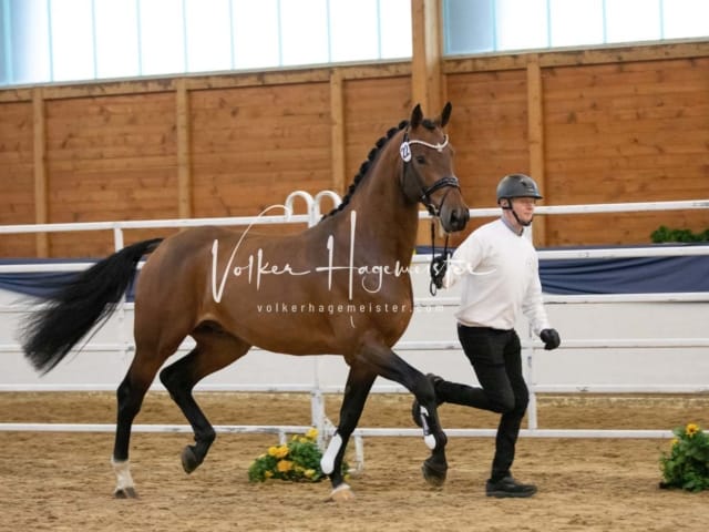 ZfdP Körung Samstag 18