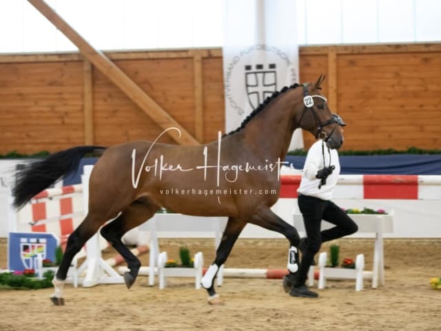 ZfdP Körung Samstag 19