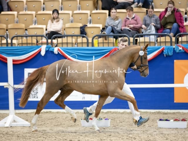 Impressionen PSB Körung Samstag 5