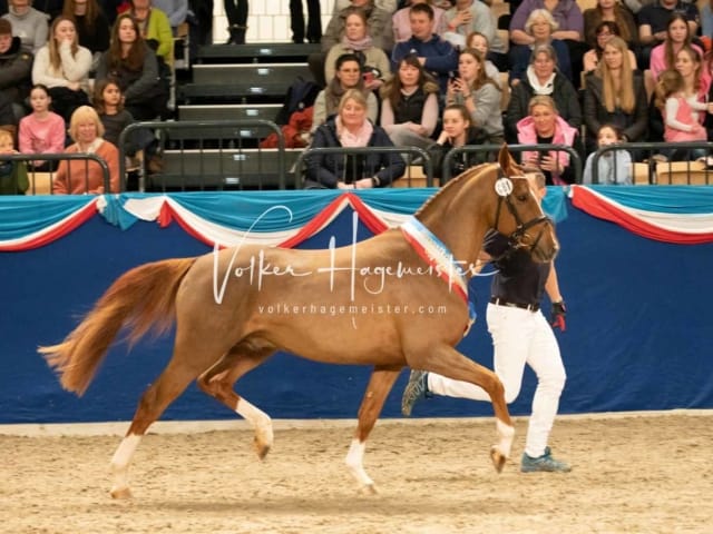 Impressionen PSK Körung Sonntag 1