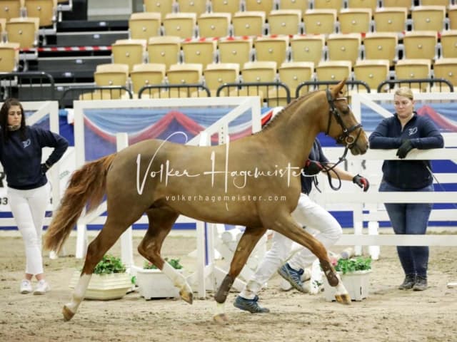 Impressionen PSK Körung Freitag 8
