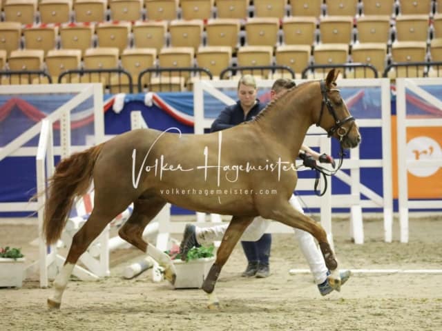 Impressionen PSK Körung Freitag 9