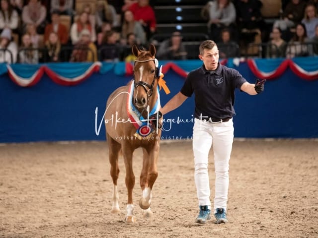 Impressionen PSK Körung Sonntag 2