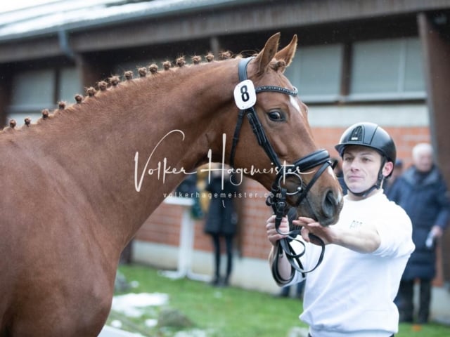 ZfdP Körung Freitag 9