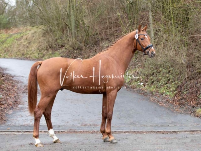 ZfdP Körung Freitag 11