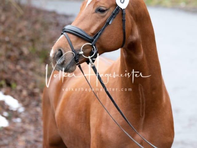 ZfdP Körung Freitag 12