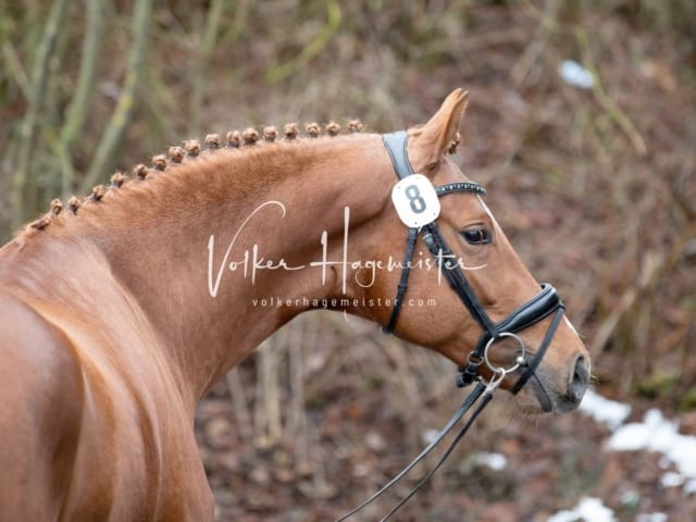 ZfdP Körung Freitag 13