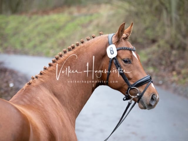 ZfdP Körung Freitag 14