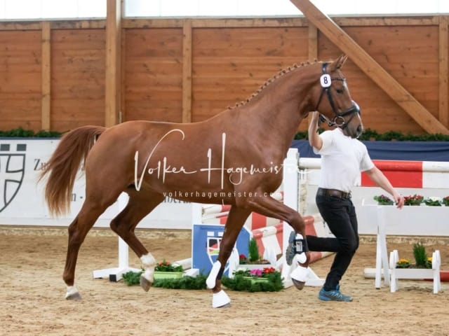 ZfdP Körung Freitag 15