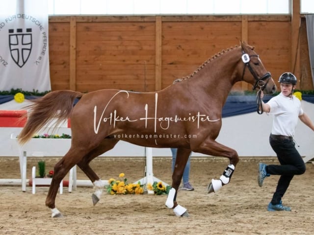 ZfdP Körung Freitag 16