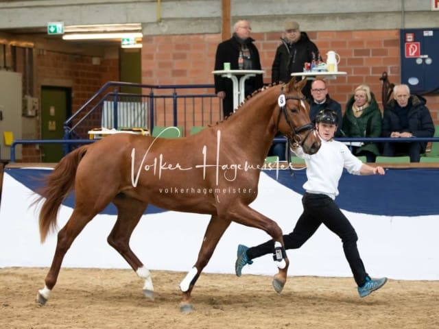 ZfdP Körung Samstag 20