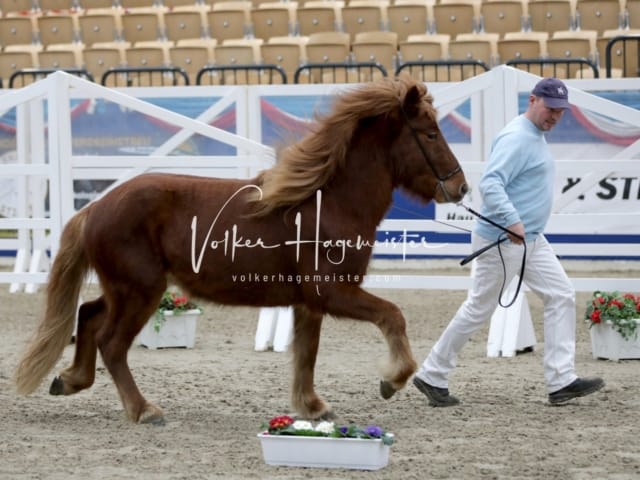 Impressionen PSK Körung Freitag 10