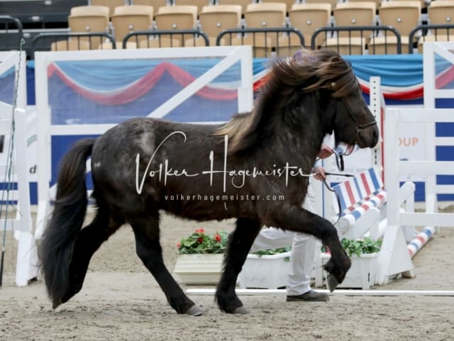 Impressionen PSK Körung Freitag 11