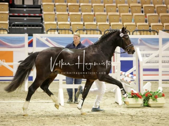 Impressionen PSK Körung Freitag 12