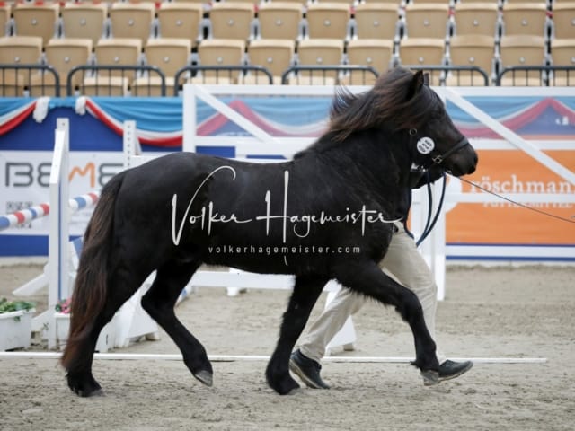 Impressionen PSK Körung Freitag 13