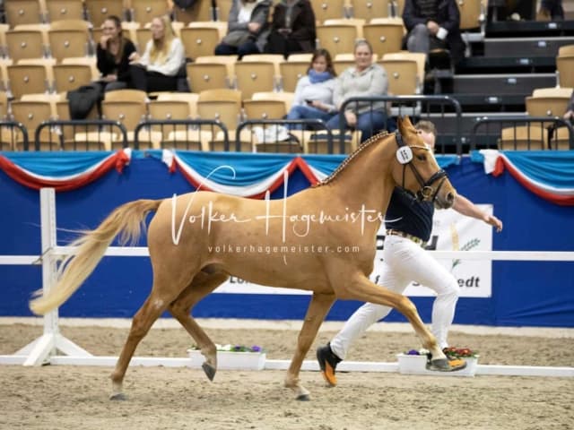 Impressionen PSB Körung Samstag 7