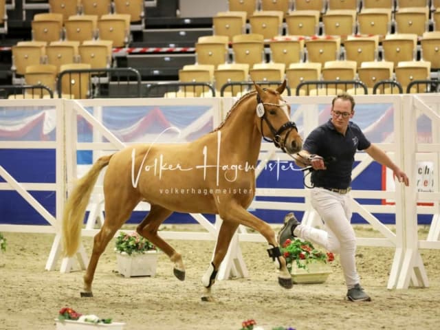 Impressionen PSK Körung Freitag 14