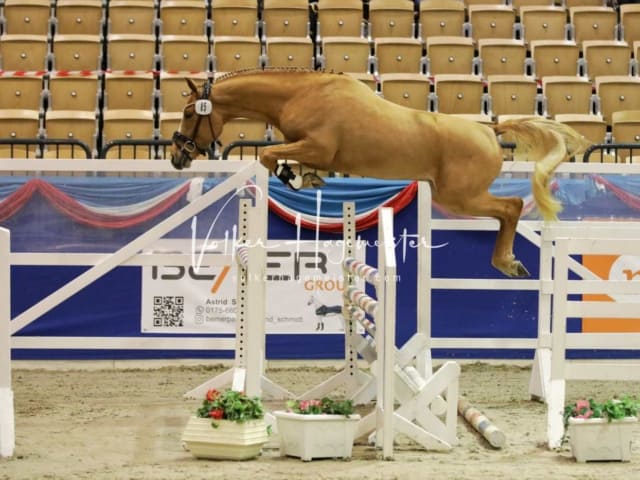 Impressionen PSK Körung Freitag 15