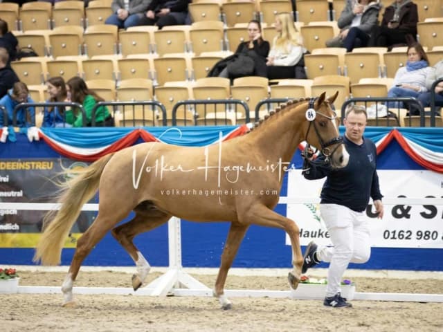 Impressionen PSB Körung Samstag 8