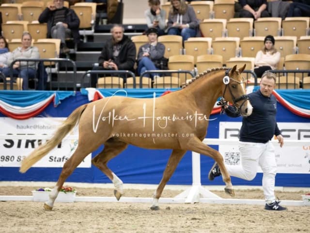 Impressionen PSB Körung Samstag 9