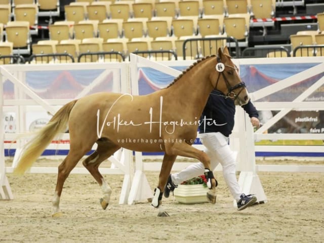 Impressionen PSK Körung Freitag 16