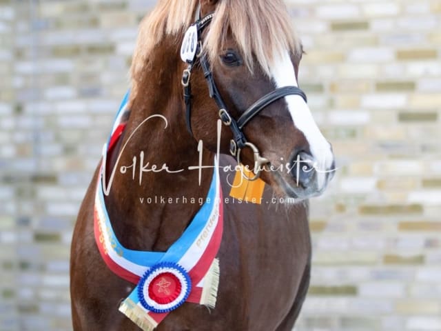 Impressionen PSB Körung Samstag 12