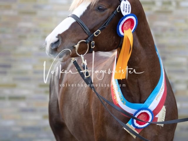 Impressionen PSB Körung Samstag 13